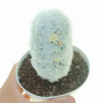 Mammillaria bocasana crested — CAP-C0868