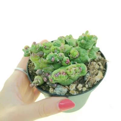 Mammillaria bocasana Fred monstrose — CAP-C0869
