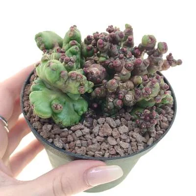 Mammillaria bocasana Fred monstrose crested — CAP-C0870