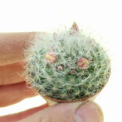 Mammillaria bocasana multilanata — CAP-C0871