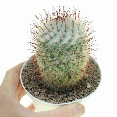 Mammillaria bombycina Split Spine — CAP-C0874