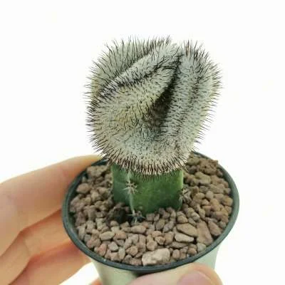 Mammillaria bombycina subsp. perezdelarosae crested — CAP-C0875