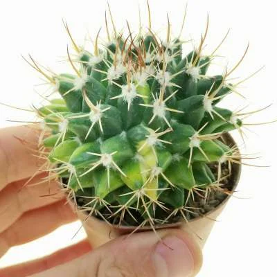 Mammillaria compressa horrida variegated — CAP-C0876