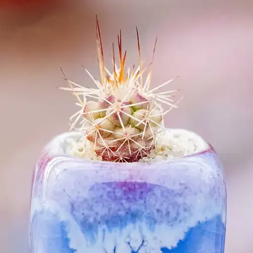 Mammillaria compressa — CAP-C0877