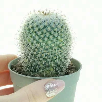 Mammillaria crucigera subsp. tlalocii variegated — CAP-C0880