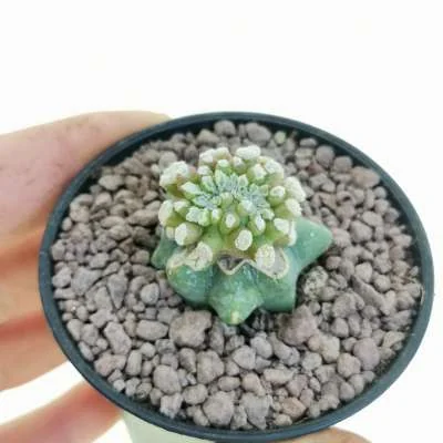 Mammillaria duwei crested monstrose — CAP-C0885