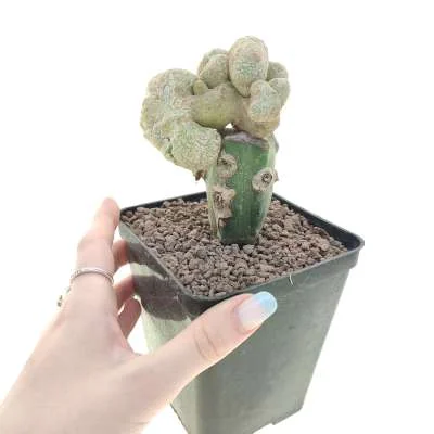Mammillaria duwei crested monstrose 'Dinosaur skin' — CAP-C0886