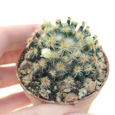 Mammillaria duwei — CAP-C0887