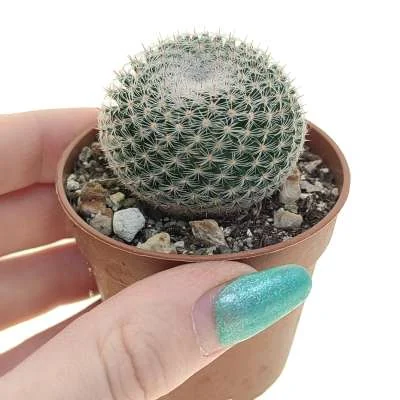 Mammillaria formosa subsp. microthele — CAP-C0889