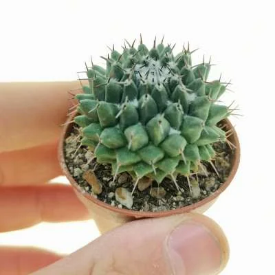 Mammillaria formosa subsp. pseudocrucigera — CAP-C0890