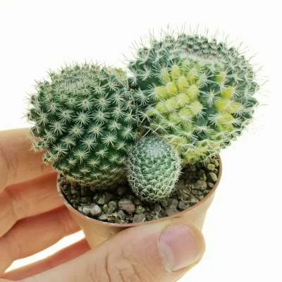 Mammillaria hahniana variegated — CAP-C0895