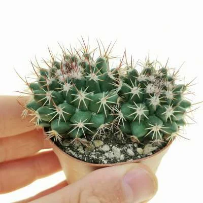 Mammillaria heyderi subsp. meiacantha — CAP-C0897