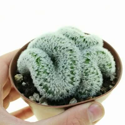 Mammillaria laui crested — CAP-C0901