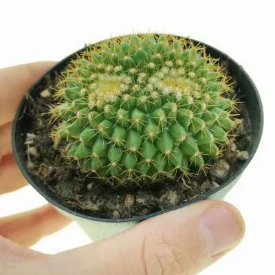 Mammillaria marksiana crested — CAP-C0905
