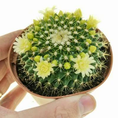 Mammillaria marksiana — CAP-C0906