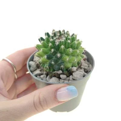Mammillaria melanocentra variegated — CAP-C0908