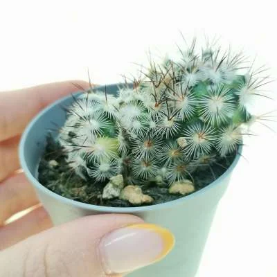 Mammillaria microhelia variegated — CAP-C0909