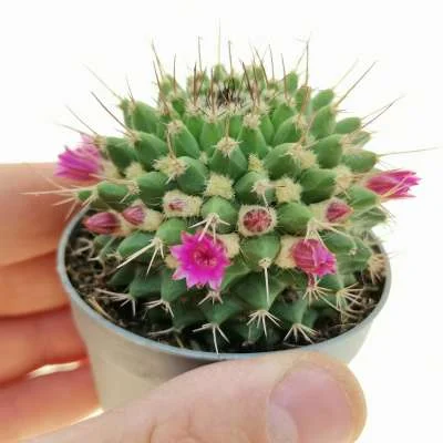 Mammillaria mystax ruber — CAP-C0910