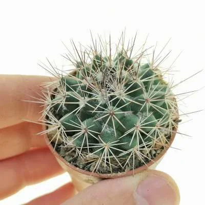 Mammillaria petrophila subsp. baxteriana — CAP-C0912
