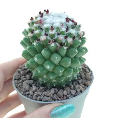 Mammillaria polythele Stachellos — CAP-C0913