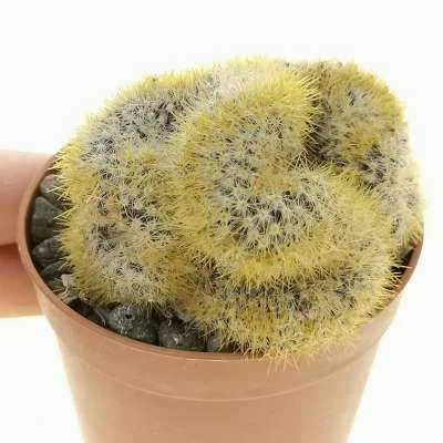 Mammillaria prolifera crested — CAP-C0914