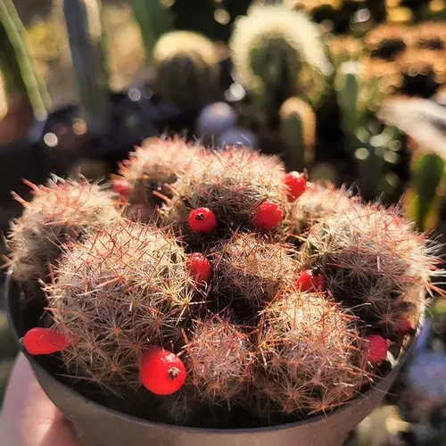 Mammillaria prolifera subsp. texana — CAP-C0916
