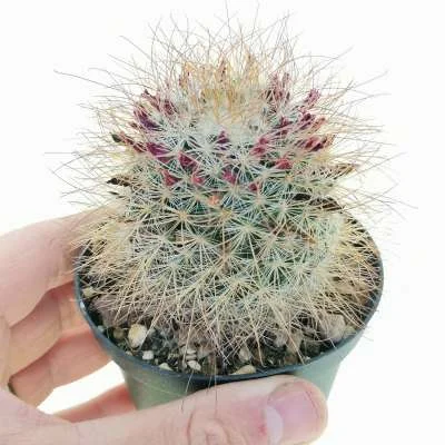 Mammillaria rekoi subsp. leptacantha — CAP-C0918