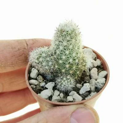Mammillaria sphacelata — CAP-C0920