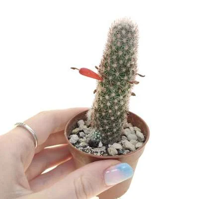 Mammillaria sphacelata subsp. viperina — CAP-C0921