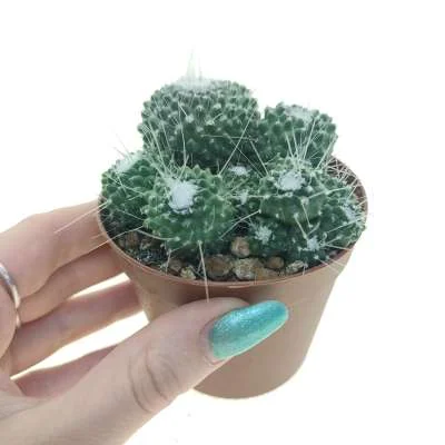 Mammillaria spinosissima un pico monstrose — CAP-C0924