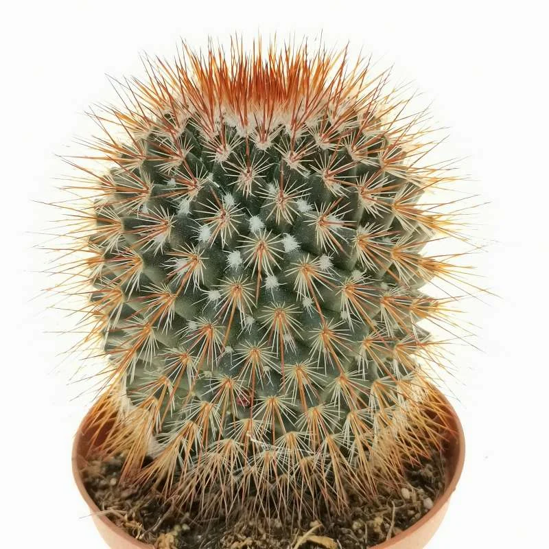 Mammillaria spinosissima rubrispina — CAP-C0925
