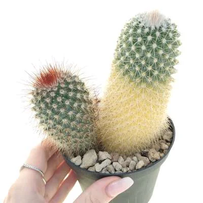 Mammillaria spinosissima rubrispina variegated — CAP-C0926