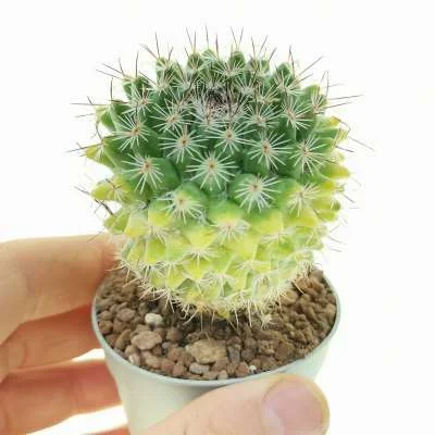 Mammillaria standleyi variegated — CAP-C0927