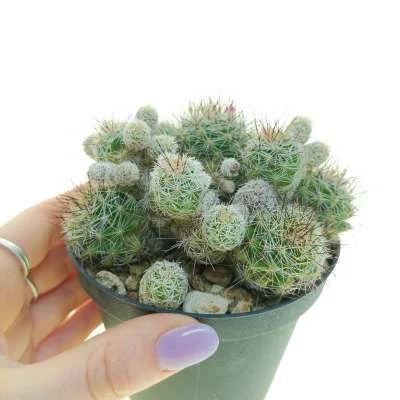 Mammillaria vetula — CAP-C0928