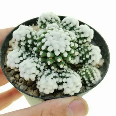 Mammillaria vetula subsp. gracilis oruga — CAP-C0931