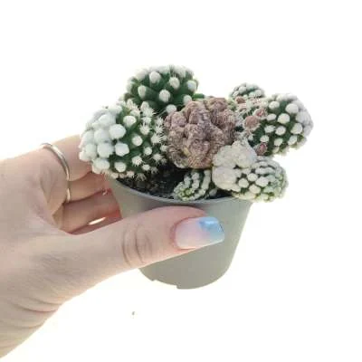 Mammillaria vetula subsp. gracilis Oruga monstrose — CAP-C0932