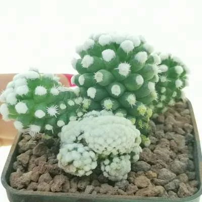 Mammillaria vetula subsp. gracilis oruga monstrose crested — CAP-C0933