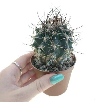 Matucana (hybrid) paucicostata hybrid — CAP-C0934