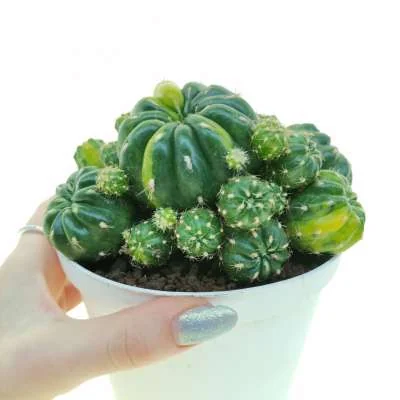 Matucana aurantiaca subsp. polzii variegated — CAP-C0935