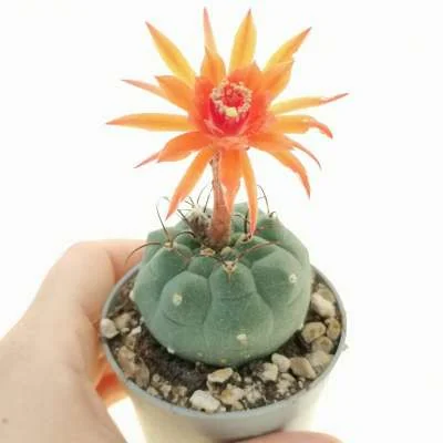 Matucana madisoniorum Nursery form horridispina — CAP-C0937