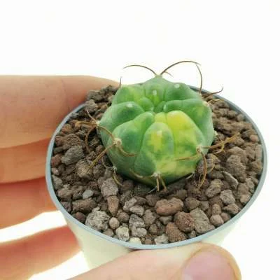 Matucana madisoniorum Nursery form horridispina; variegated — CAP-C0938