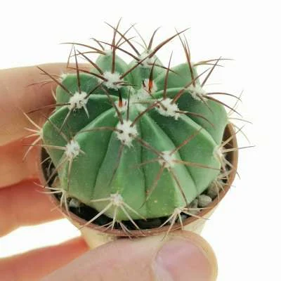 Melocactus curvispinus subsp. caesius — CAP-C0941