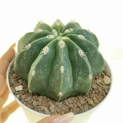 Melocactus curvispinus subsp. curvispinus inermis — CAP-C0942