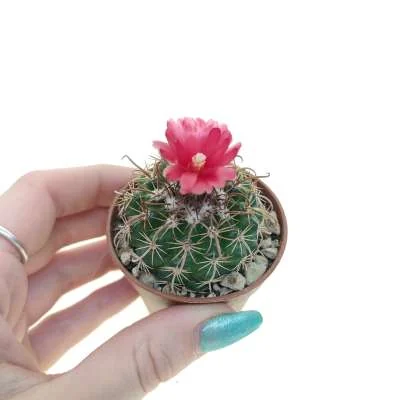 Parodia (hybrid) Subterranea hybrid — CAP-C0948