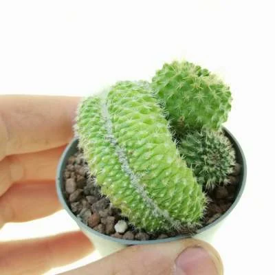 Parodia chrysacanthion crested — CAP-C0949