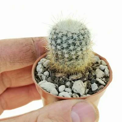 Parodia concinna bommeljei — CAP-C0950