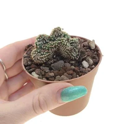 Parodia concinna crested — CAP-C0951