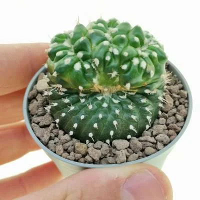 Parodia crassigibba crested politomica — CAP-C0952