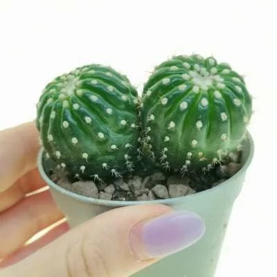 Parodia crassigibba dicotomica — CAP-C0953