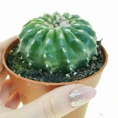 Parodia crassigibba inermis — CAP-C0954